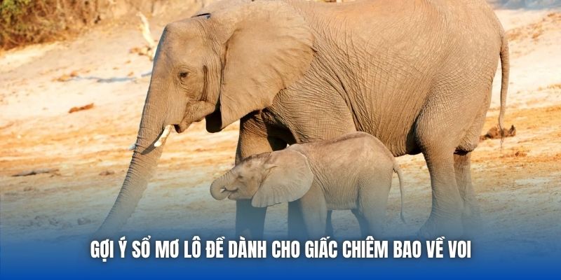 Gợi ý sổ mơ lô đề dành cho giấc chiêm bao về voi