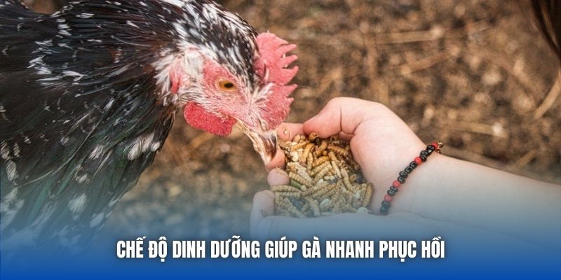 Chế độ dinh dưỡng giúp gà nhanh phục hồi
