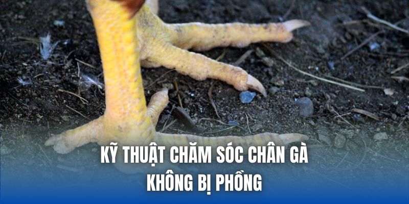 Kỹ thuật chăm sóc chân gà không bị phồng